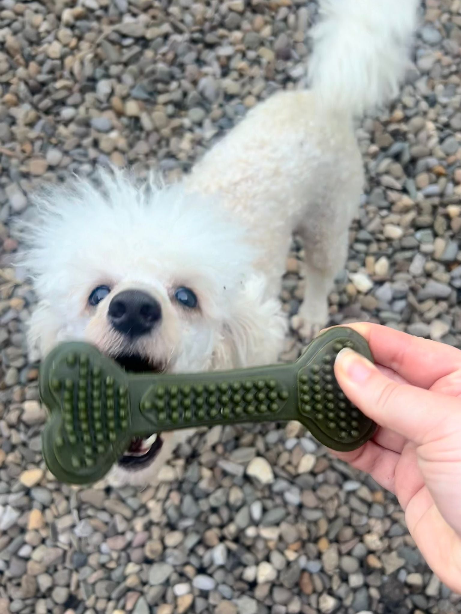 Bobble bones